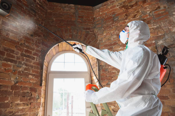 Best Mold Damage Restoration  in Bonanza, GA